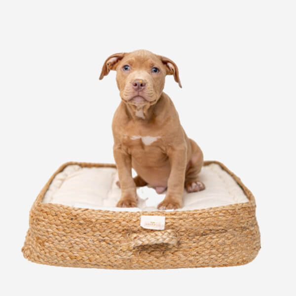 Orthopedic Dog Bed